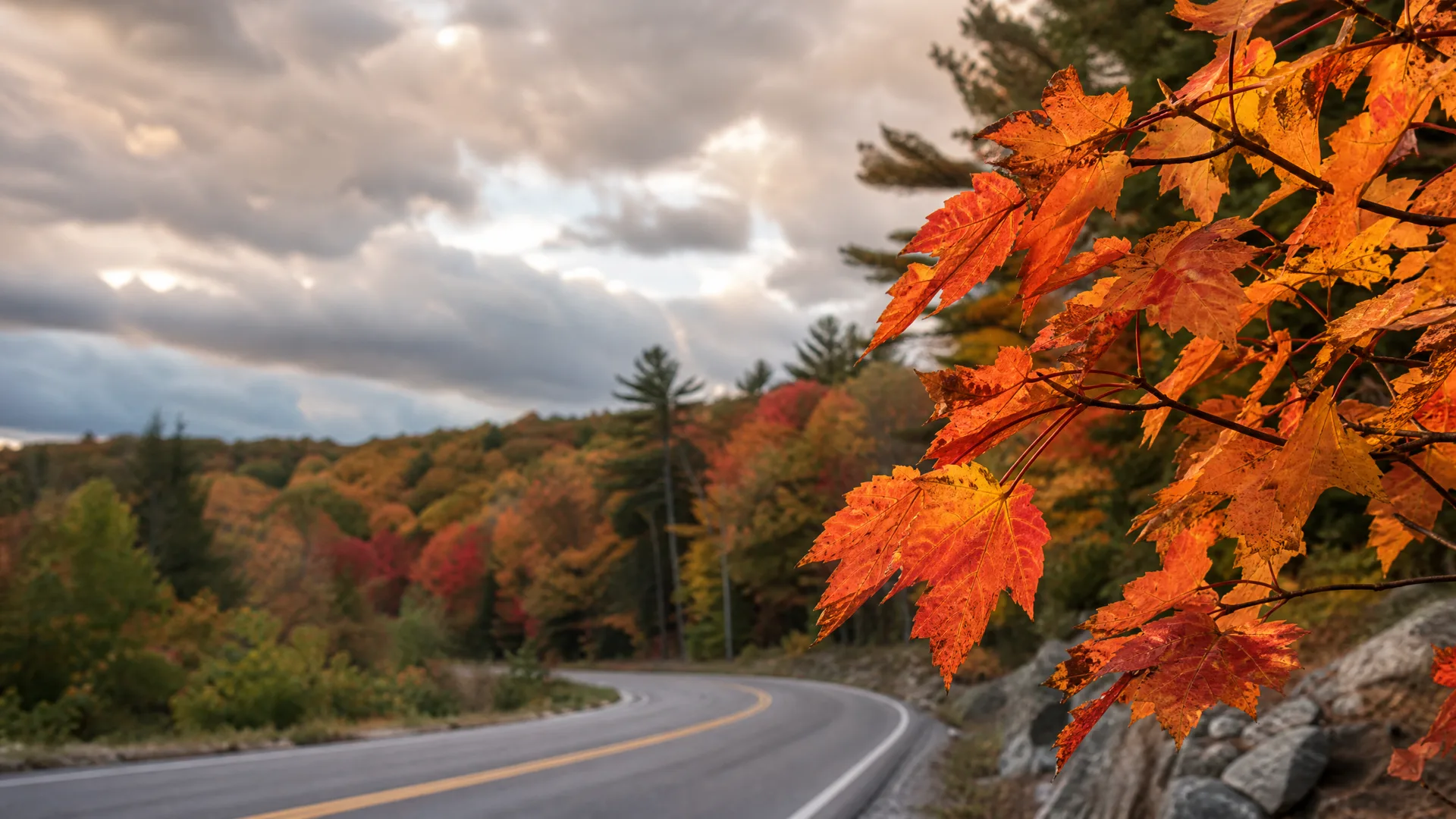 A curving two-lane road with a yellow center line passes a forested hillside of autumn-colored trees under a cloudy sky, with orange maple leaves on branches filling the right foreground above rocks.
